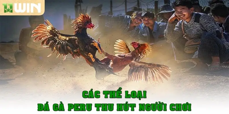 Các thể loại đá gà Peru thu hút mọi người chơi
