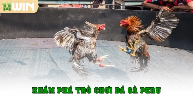 Khám phá trò chơi đá gà Peru