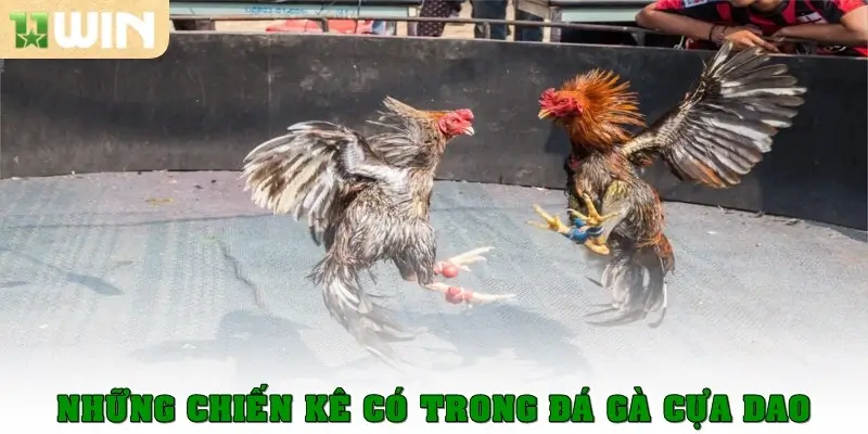 Những chiến kê có trong đá gà cựa dao