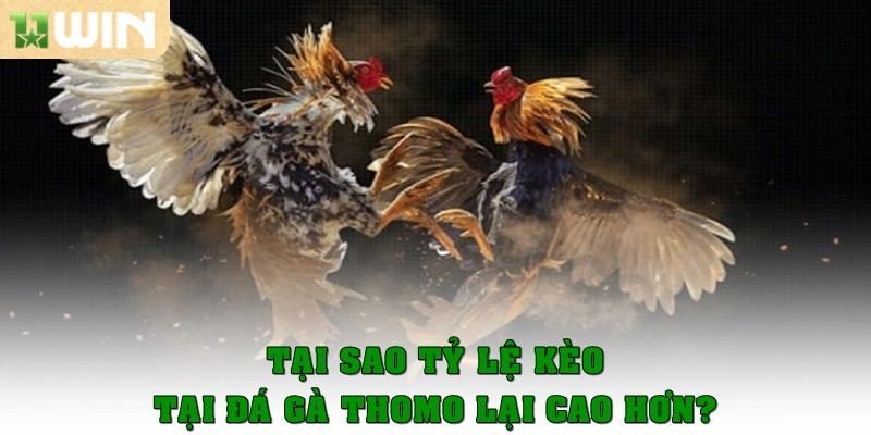 Tại sao tỷ lệ kèo ăn tại đá gà Thomo lại cao hơn?