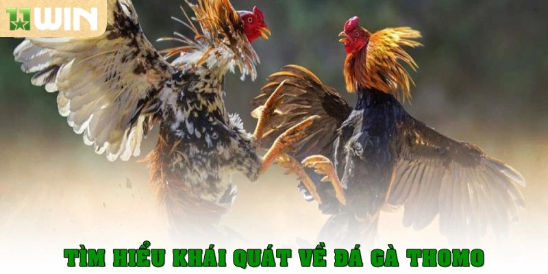 Tìm hiểu khái quát về đá gà Thomo